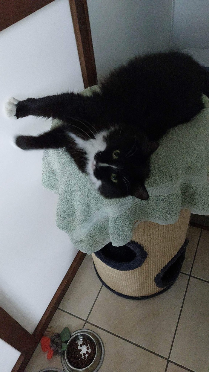 Cattery Bristol Find Parkfield Cattery Pucklechurch